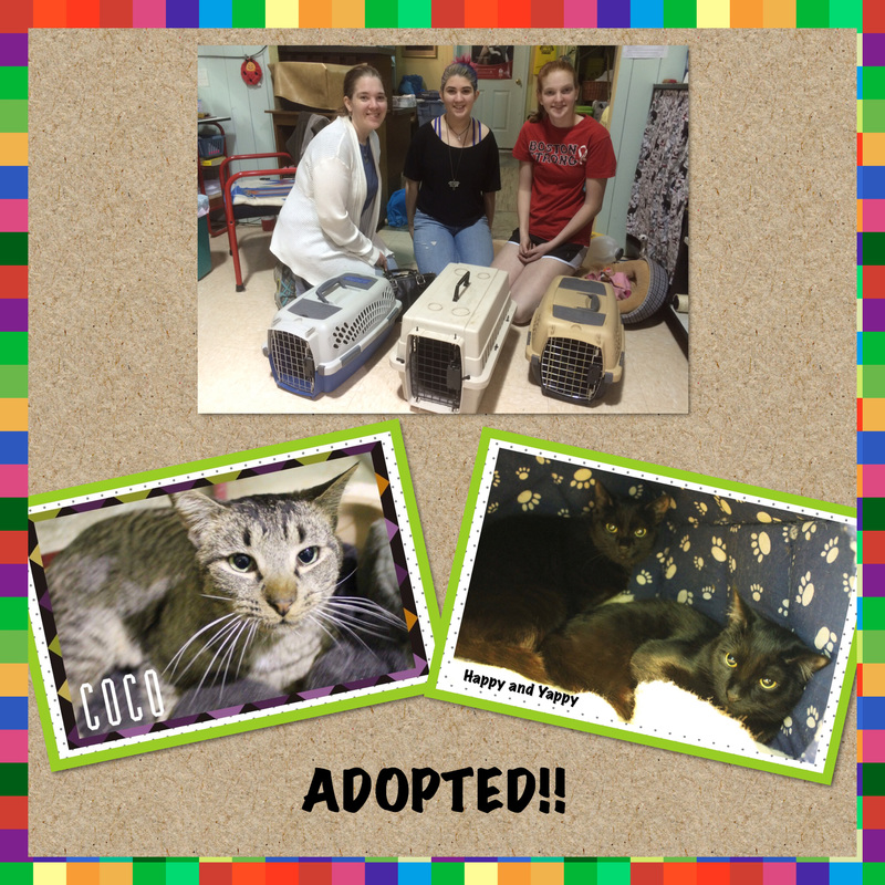 Adoptions Woonsocket Cat Sanctuary